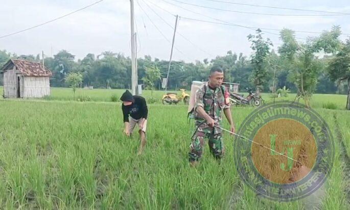 Babinsa Kodim Ponorogo Bantu Petani Semprot Tanaman Padi