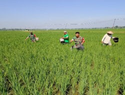 Babinsa Bantu Pemupukan, Dorong Hasil Panen Melimpah