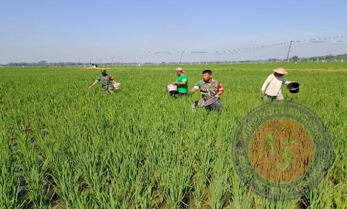 Babinsa Bantu Pemupukan, Dorong Hasil Panen Melimpah