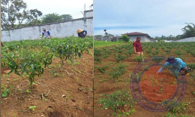 Lapas Bukittinggi Sukses Budidaya Cabe Merah Keriting, Dukung Program Ketahanan Pangan Nasional