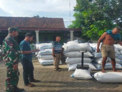 Sukseskan Sergap di Dusun Wates, Babinsa Kedunggalar dan Bulog Pastikan Gabah Petani Terbeli dengan Harga Tinggi