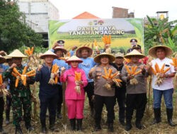 Polres Pelabuhan Tanjungperak bersama Poktan Panen Raya Jagung Tahap 7, Perkuat Ketahanan Pangan Nasional