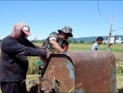 Wujud Nyata Pendampingan Babinsa Bantu Petani Panen Padi di Desa Binaan