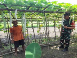 Babinsa Karangjati Bantu Petani Rawat Kebun Sayur Untuk Sukseskan Ketahanan Pangan