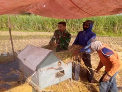 Panen Padi Berlangsung, Anggota TNI Kodim Ponorogo Ajak Petani Jual Gabah ke Bulog