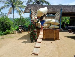Pendampingan Serapan Gabah Oleh Babinsa Di wilayah Punung
