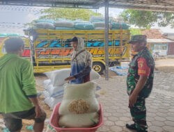 Dukung Sergap, Babinsa Koramil Ngrambe Panen 19,7 Ton Padi, Siap Disalurkan ke Bulog