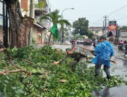 Babinsa Gerak Cepat, Bantu Evakuasi Pohon Tumbang