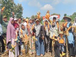 Rasa Syukur Muspika bersama Perhutani Panen Raya Jagung Tahap 1 Program dari Polres Gresik
