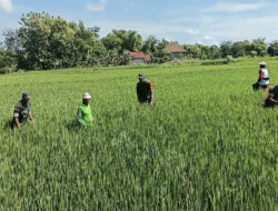 Babinsa Turun Sawah, Bantu Petani Semprot Hama Padi