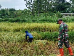 Bantu Panen Padi, Upaya Anggota TNI Kodim Ponorogo Sejahterakan Petani