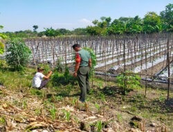 Dukung Pertanian di Wilayah, Babinsa Karangjati pendampingan Petani Buah Melon
