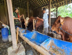 Dukung Ketahanan Pangan Sektor Peternakan, Babinsa Kadipiro Sambangi Peternakan Sapi, Berikan Motivasi dan Semangat Kerja