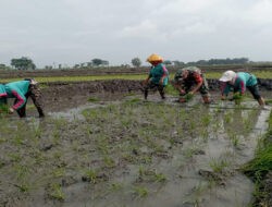 Dorong Pertanian Mandiri di Wilayah, Babinsa Koramil Kedunggalar Terjun Langsung Bantu Petani