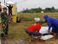 Kolaborasi Babinsa Koramil Widodaren Bersama PPL dan Bulog Dukung Sergap di Sekarputih