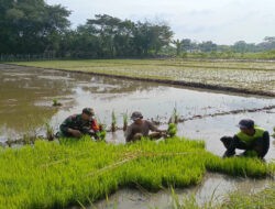 Bantu Tanam Padi, Wujud Nyata Babinsa Kodim Ponorogo Sukseskan Swasembada Pangan