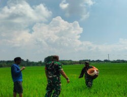 Babinsa Dukung Peningkatan Hasil Panen Melalui Pendampingan Pemupukan