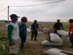 Babinsa Koramil Geneng Laksanakan Sergap 12 Ton Gabah di Desa Kasreman