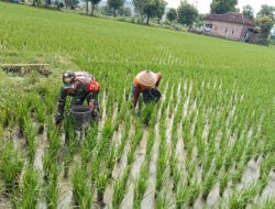 Babinsa Kodim Ponorogo Dampingi Petani dalam Pemupukan Tanaman Padi