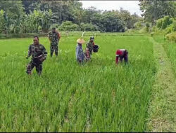 Babinsa Dampingi Petani, Pastikan Pemupukan Tepat dan Maksimalkan Hasil Panen