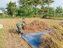 Babinsa Kodim Ponorogo Bantu Petani Panen Padi