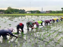 Dorong Pertanian Mandiri, Babinsa Koramil Geneng Bantu Petani Tanam Padi