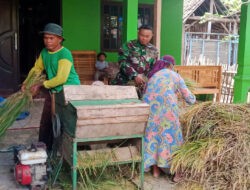 Babinsa Kemusu Sambangi Warga Sekaligus Membantu Panen