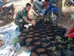 Wujudkan Ketahanan Pangan, Babinsa Koramil Kendal Bantu Petani Semai Bibit Cabai