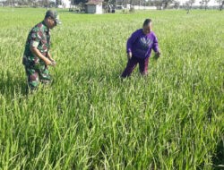 Babinsa Kodim Ponorogo Bantu Petani Penyiangan Tanaman Padi