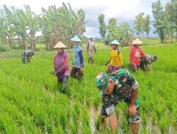 Optimalkan Kesuburan Padi, Babinsa Lakukan Pembersihan Gulma di Sawah Poktan Sri Luwih