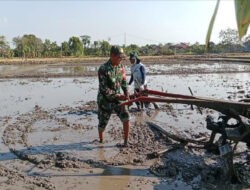 Babinsa Kodim Ponorogo Bantu Petani Olah Lahan Tanaman Padi