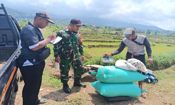 Babinsa dan Bulog Lakukan Sergap Gabah di Ngrayudan Ngawi dengan Pengiriman Mandiri