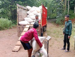 Kawal Serapan Gabah, Babinsa Dunkung dan Tingkatkan Kesejahteraan Petani Wilayah Pacitan