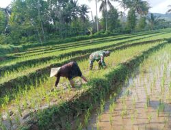 Babinsa Kodim Ponorogo Bantu Petani Penyiangan Tanaman Padi