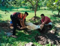 Kodim 0806/Trenggalek Sembelih 8 Kambing Kurban di Idul Adha 1446 H