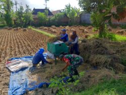 Babinsa Kodim Ponorogo Bantu Petani Panen Padi