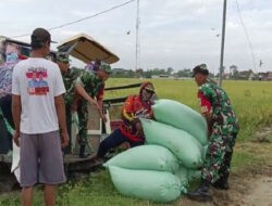 Babinsa Membantu Memanen Padi Hasil Jerih Payah Petani
