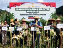 Dandim dan Unsur Forkompida Pacitan Ikuti Panen Raya Jagung Serentak Bersama Presiden RI
