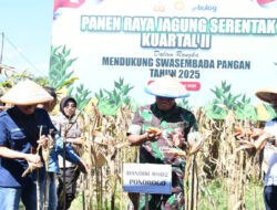 Dukung Swasembada Pangan, Dandim Ponorogo Ikut Panen Raya Jagung Serentak Kuartal II