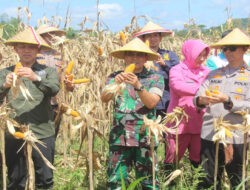 Panen Raya Jagung di Trenggalek, TNI–Polri Mantapkan Langkah Menuju Swasembada Pangan