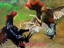 Dugaan Pembiaran Perjudian Sabung Ayam di Sukomoro, Nganjuk