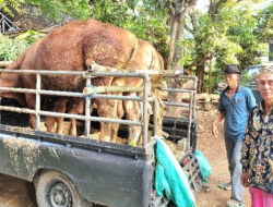 Semarak Kurban di Kawasan Pantura Desa Paciran Lamongan, Ini Jumlahnya