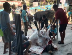 Warga Muhammadiyah Ranting Parengan Selenggarakan Penyembelihan Hewan Kurban di Dua Tempat
