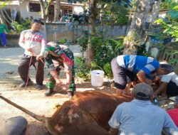 Pererat Silaturahmi, Babinsa Koramil 0801/07 Ngadirojo Hadiri Penyembelihan Hewan Kurban