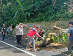TNI-Polri dan TRC BPBD Sigap Evakuasi Pohon Tumbang di Watulimo