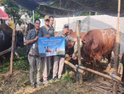 Perumda Air Minum Surya Sembada Salurkan 14 Sapi Kurban pada Idul Adha 1446 H, Wujud Kepedulian dan Komitmen Layanan untuk Kota Surabaya
