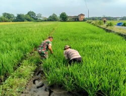 Gulma Menjadi Salah Satu Kendala Petani