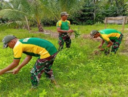 Hijaukan Perbatasan, Satgas Pamtas Yonarmed 11 Kostrad Wujudkan Ketahanan Pangan