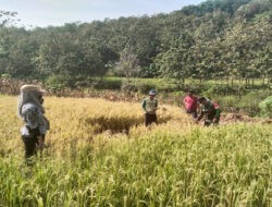 Prediksi Hasil Panen Babinsa Kalinanas Dan PPL Lakukan Pengubinan