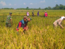 Babinsa Berbagi Rasa, Bantu Panen Padi Kelompok Tani Mukti